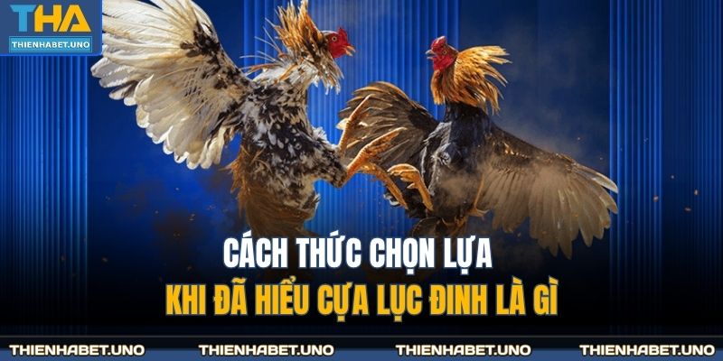 Cựa Lục Đinh Là Gì - Giải Mã Thuật Ngữ Tại THIENHABET 4 Cách thức chọn lựa khi đã hiểu cựa lục đinh là gì