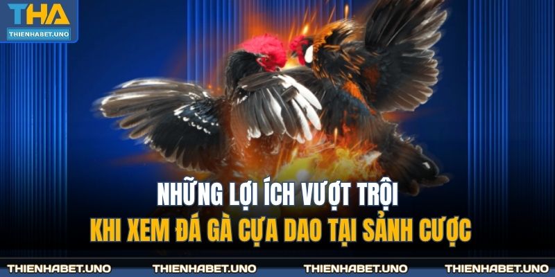 Những lợi ích vượt trội khi xem đá gà cựa dao tại sảnh cược